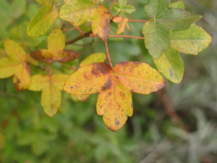 Acer monspessulanum (6)